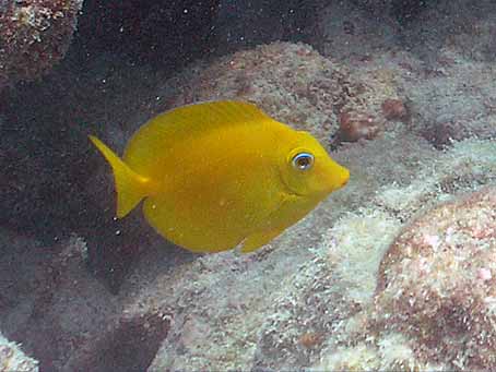 Blue Tang