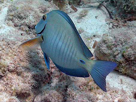 Doctorfish