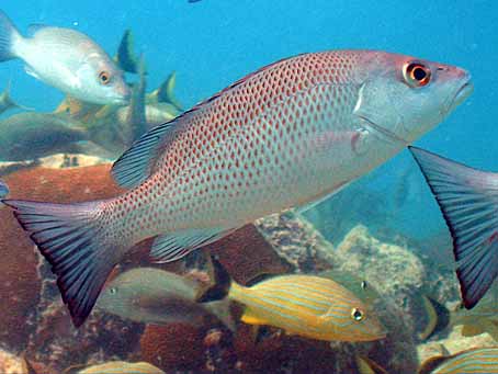 Gray Snapper