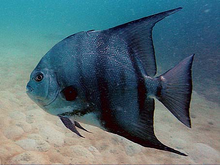 Atlantic Spadefish