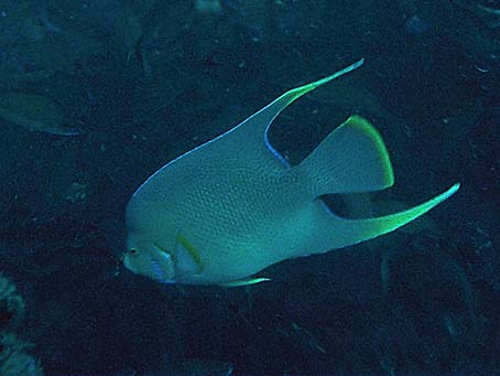 Townsend Angelfish