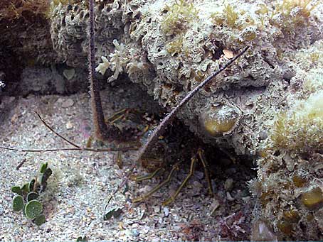 Caribbean Spiny Lobster