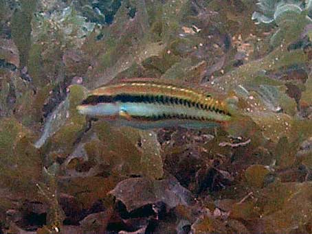 Wrasse