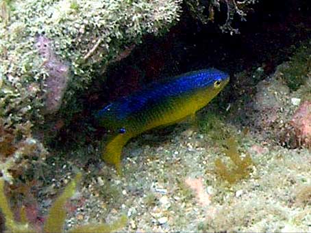 Damselfish