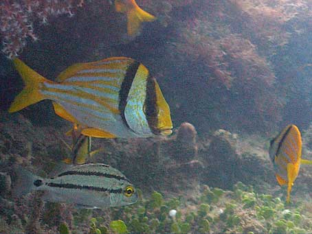 Porkfish