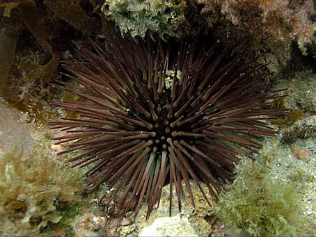 Reef Urchin