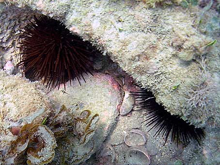 Rock-boring Urchin