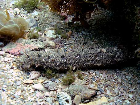 Sea Cucumber