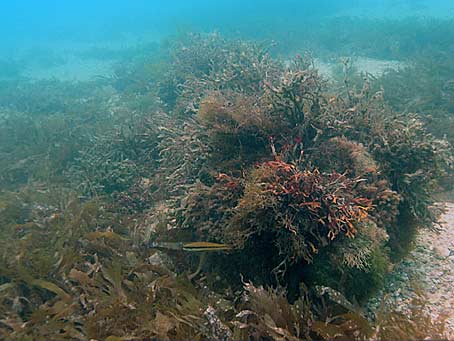 Wreckage of Urca de Lima