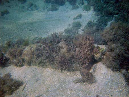 Wreckage of Urca de Lima