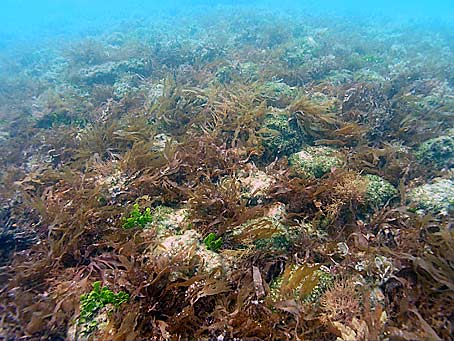 Wreckage of Urca de Lima