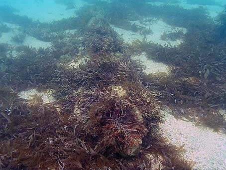 Wreckage of Urca de Lima