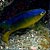 Damselfish