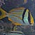 Porkfish