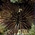 Reef Urchin