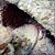 Rock-boring Urchin