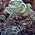 White Scroll Alga