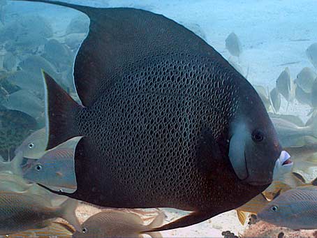 Angelfish