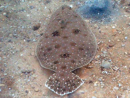 Gulf Flounder