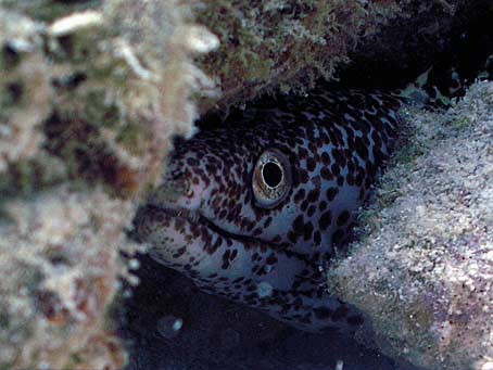 Moray Eels