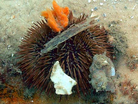 Reef Urchin