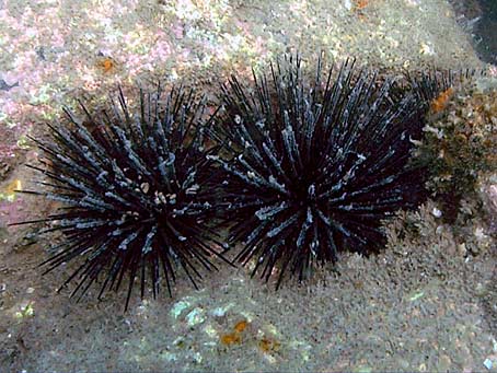 Rock-Boring Urchin