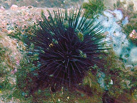 Sea Urchins