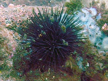 Sea Urchins