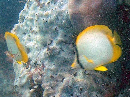 Spotfin Butterflyfish