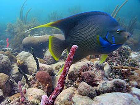 Townsend Angelfish