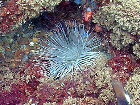 White anemones