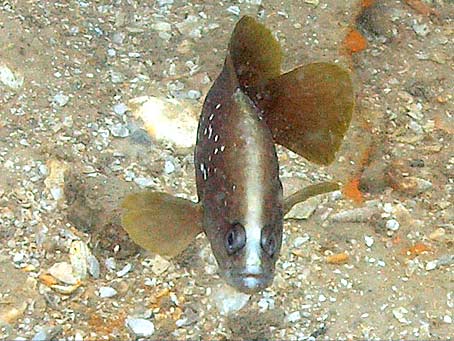 Whitespotted Soapfish