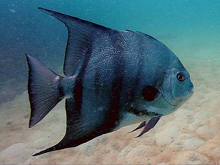 Atlantic Spadefish