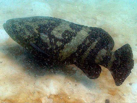 Goliath Grouper