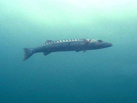 Great Barracuda